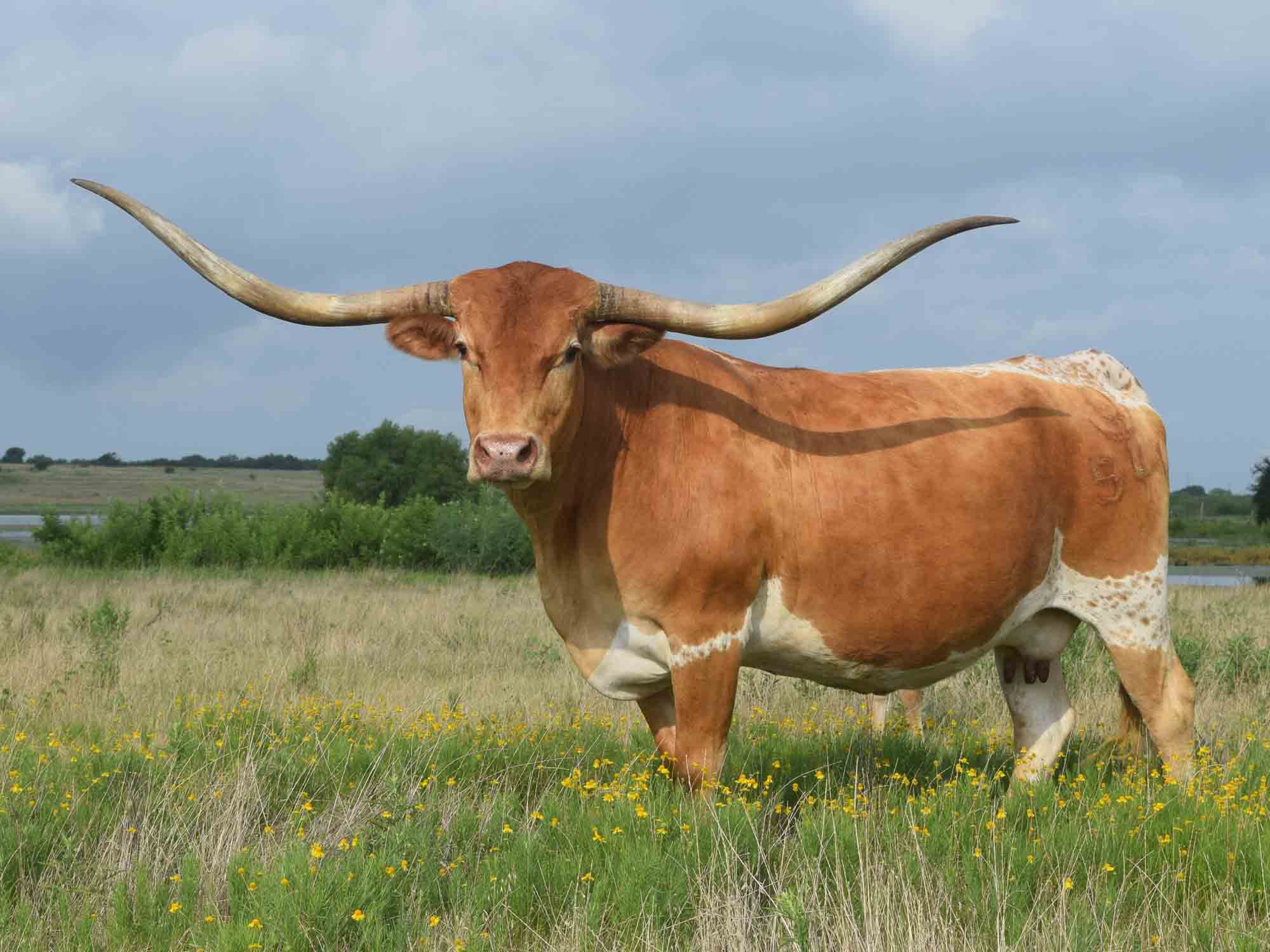 Texas Longhorns for sale at Rocking O Longhorns